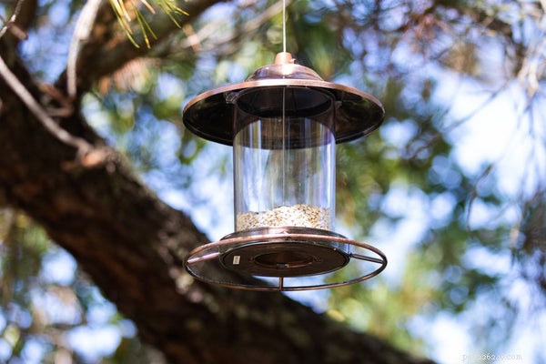 Top Bird Feeders of 2024: Find the Best for Your Yard