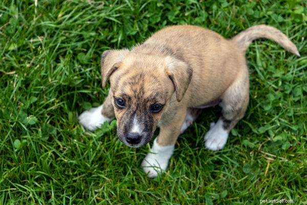 Decoding Your Dog’s Tail Wag: 5 Key Reasons They Move Their Tail