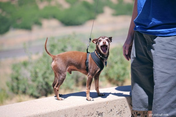 Decoding Your Dog’s Tail Wag: 5 Key Reasons They Move Their Tail