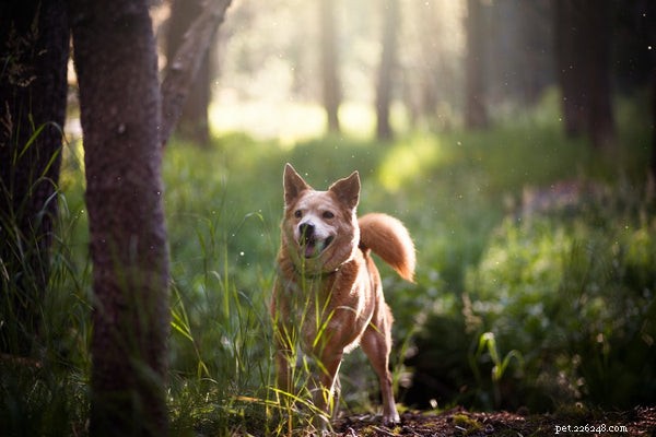 Decoding Your Dog’s Tail Wag: 5 Key Reasons They Move Their Tail