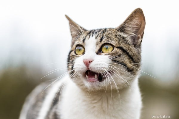 Decoding Your Cat’s Meows: A Complete Guide to Understanding Their Communication