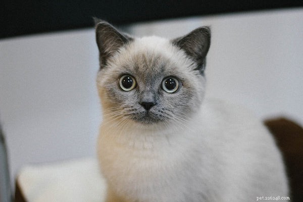 Decoding Your Cat’s Meows: A Complete Guide to Understanding Their Communication
