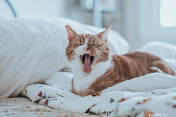 Decoding Your Cat’s Meows: A Complete Guide to Understanding Their Communication