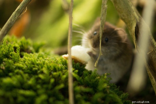 Ultimate Hamster Care Guide: Essential Tips for a Happy, Healthy Pet