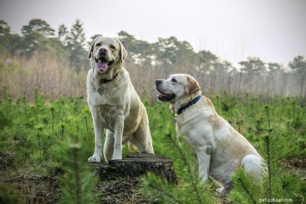 Essential Guide to Labrador Adoption: What You Must Know