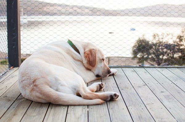 Essential Guide to Labrador Adoption: What You Must Know