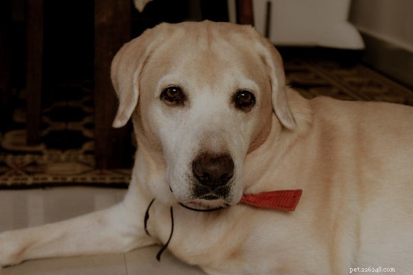 Essential Guide to Labrador Adoption: What You Must Know