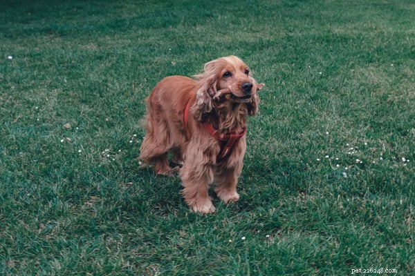 Cocker Spaniels and Hypoallergenic Claims: What You Need to Know