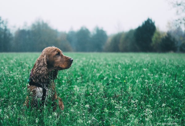Cocker Spaniels and Hypoallergenic Claims: What You Need to Know