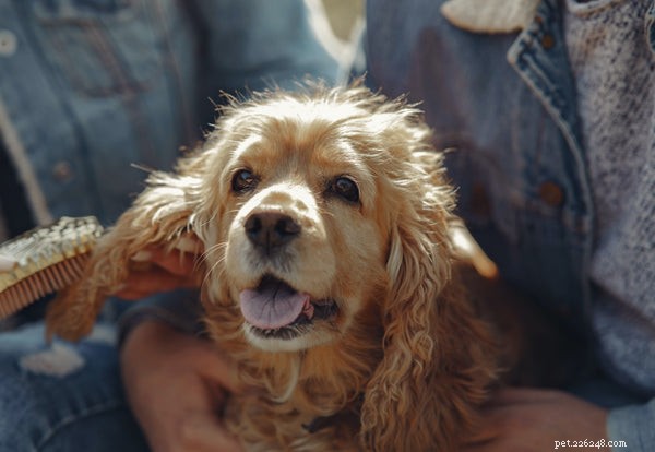 Cocker Spaniels and Hypoallergenic Claims: What You Need to Know