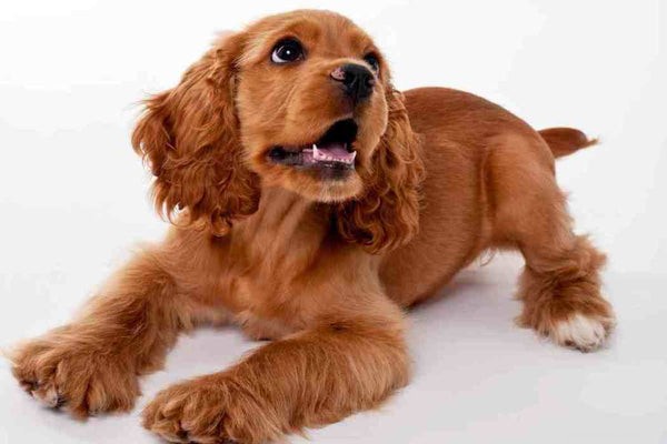 Cocker Spaniels and Hypoallergenic Claims: What You Need to Know