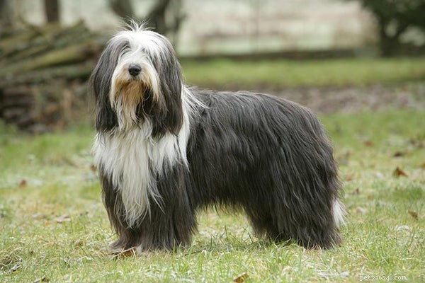 Bearded Collie Puppies: The Ultimate Owner’s Guide