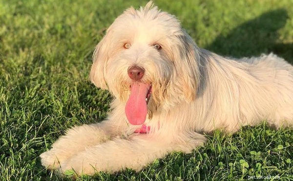 Bearded Collie Puppies: The Ultimate Owner’s Guide