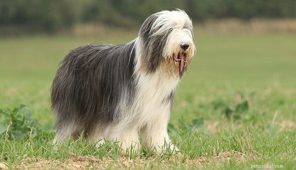Bearded Collie Puppies: The Ultimate Owner’s Guide