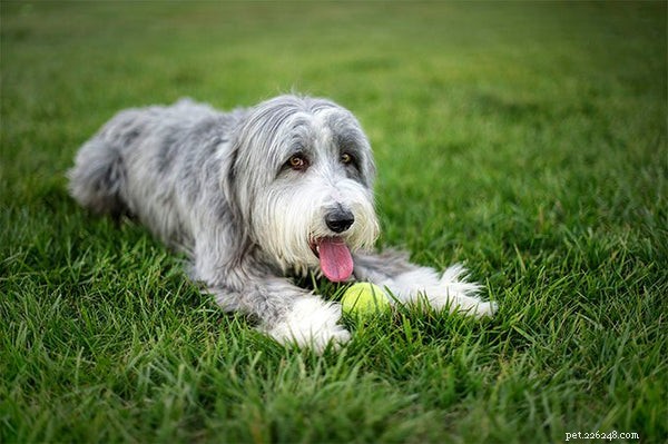 Bearded Collie Puppies: The Ultimate Owner’s Guide