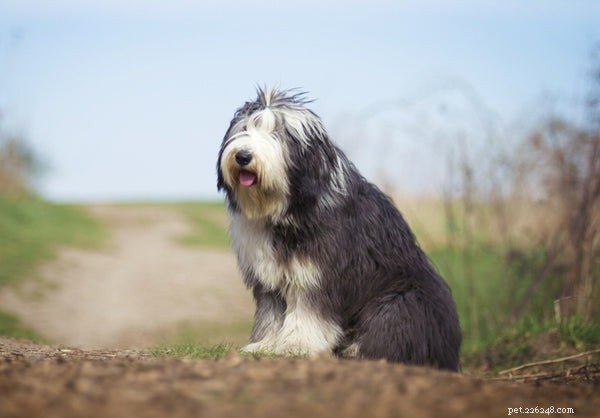 Bearded Collie Puppies: The Ultimate Owner’s Guide