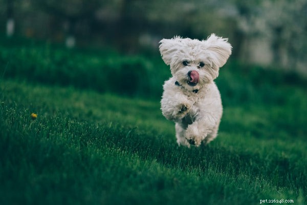 Bichon Frise: The Ultimate Guide to Owning a Hypoallergenic Lapdog