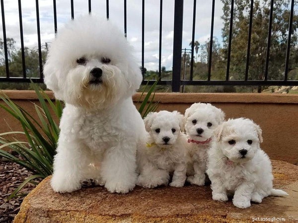 Bichon Frise: The Ultimate Guide to Owning a Hypoallergenic Lapdog