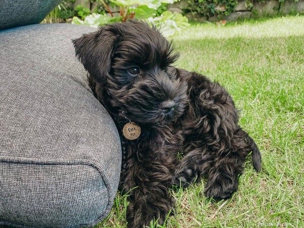 Discover the Top 20 Dog Names to Perfectly Match Your New Companion