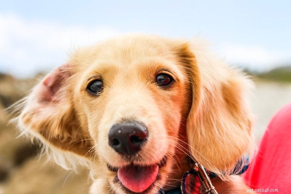 Discover the Top 20 Dog Names to Perfectly Match Your New Companion