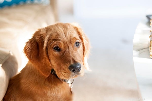 Discover the Top 20 Dog Names to Perfectly Match Your New Companion