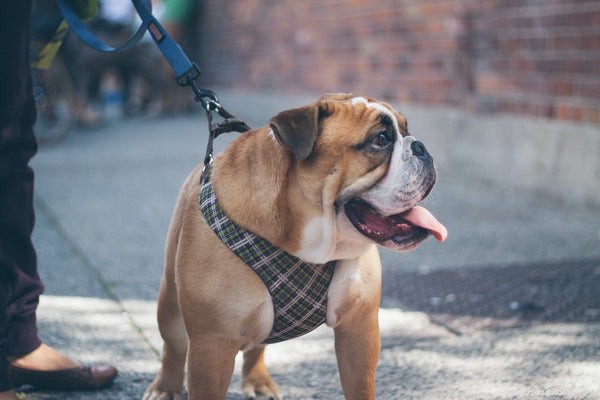 7 Essential Puppy Accessories Every New Owner Should Have