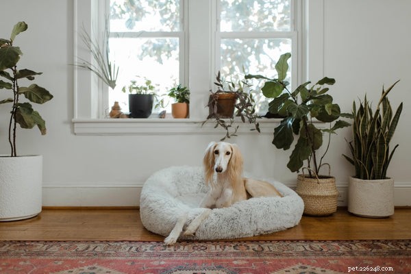 7 Essential Puppy Accessories Every New Owner Should Have