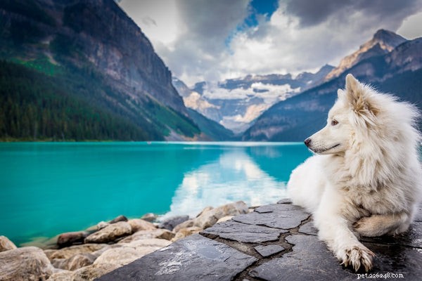 Essential Guide to Adopting a Samoyed: What You Need to Know