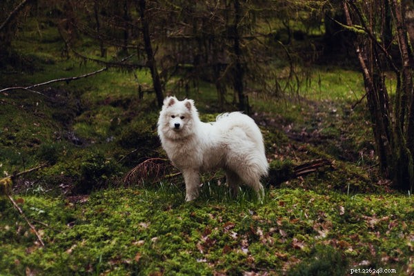 Essential Guide to Adopting a Samoyed: What You Need to Know