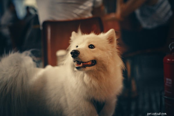 Essential Guide to Adopting a Samoyed: What You Need to Know