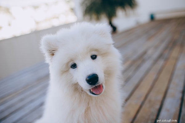 Essential Guide to Adopting a Samoyed: What You Need to Know