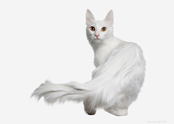 Considering a Turkish Angora? Here’s Why They Might Be the Perfect Pet for You