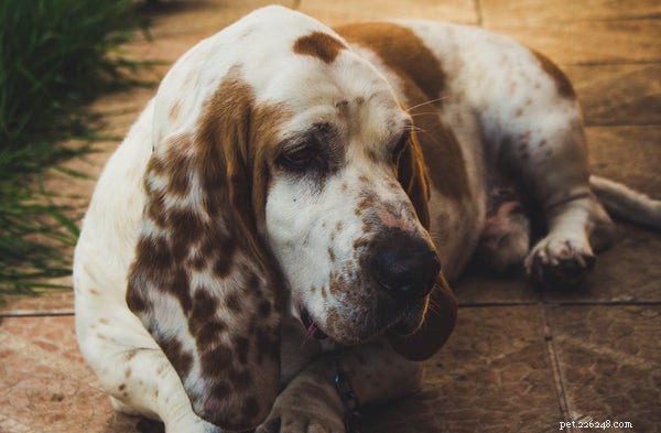 How to Extend Your Basset Hound’s Lifespan: Expert Care Tips