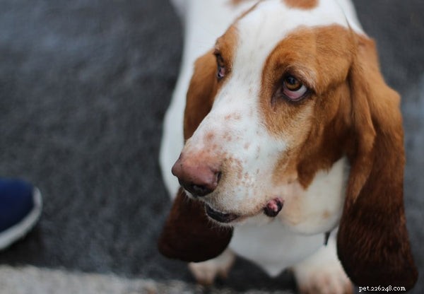 How to Extend Your Basset Hound’s Lifespan: Expert Care Tips