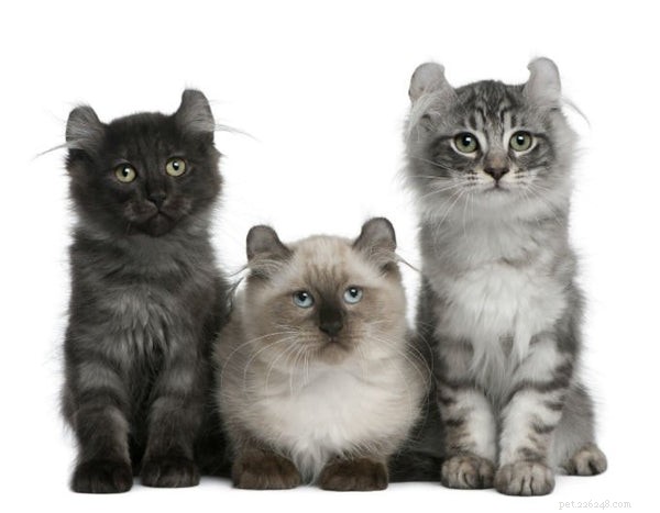 American Curl Cat: Unique Ear Curl, Playful Spirit & Caring Guide
