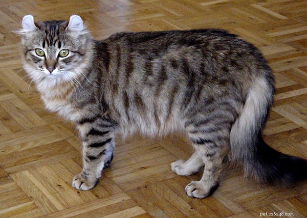 American Curl Cat: Unique Ear Curl, Playful Spirit & Caring Guide