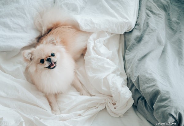 How to Extend Your Pomeranian’s Life: Expert Tips & Proven Strategies