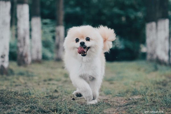 How to Extend Your Pomeranian’s Life: Expert Tips & Proven Strategies