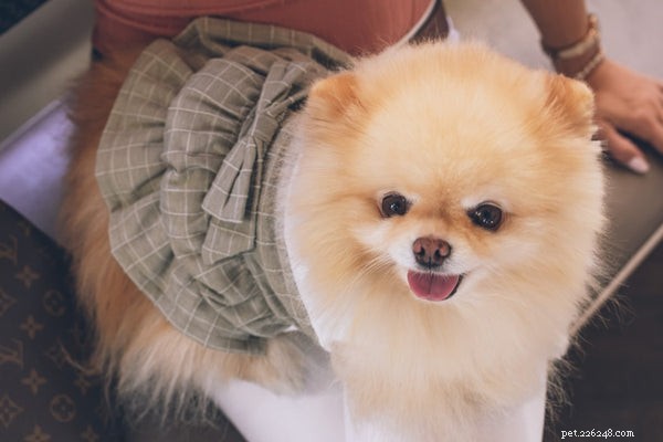 How to Extend Your Pomeranian’s Life: Expert Tips & Proven Strategies