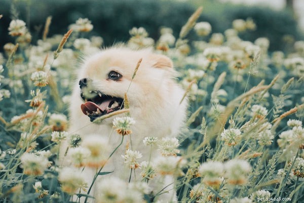 How to Extend Your Pomeranian’s Life: Expert Tips & Proven Strategies