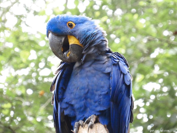 Top Family-Friendly Birds Everyone Loves