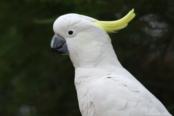 Top Family-Friendly Birds Everyone Loves