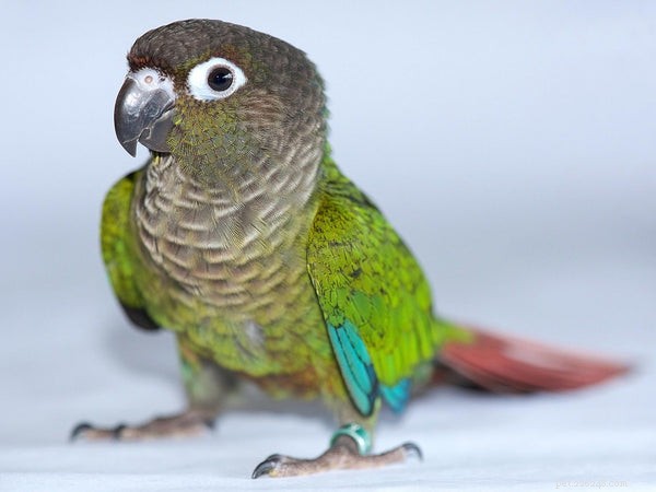 Top Family-Friendly Birds Everyone Loves