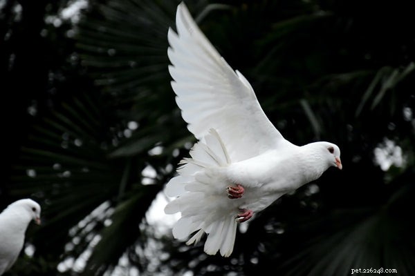 Top Family-Friendly Birds Everyone Loves