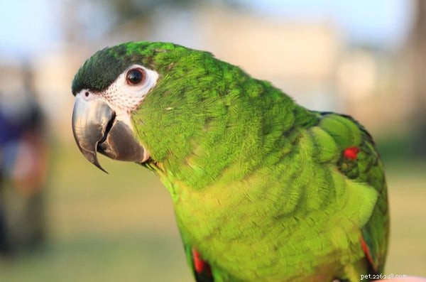 Top Family-Friendly Birds Everyone Loves