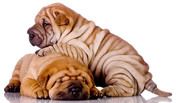 The Ultimate Guide to Miniature Shar‑Pei Dogs: Traits, Care, and History