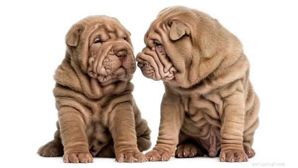 The Ultimate Guide to Miniature Shar‑Pei Dogs: Traits, Care, and History