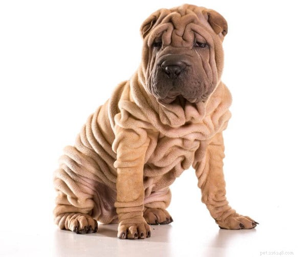 The Ultimate Guide to Miniature Shar‑Pei Dogs: Traits, Care, and History