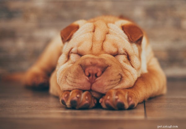 The Ultimate Guide to Miniature Shar‑Pei Dogs: Traits, Care, and History