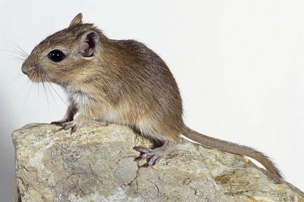 Gerbil Lifespan & Care: Tips for Long‑Lived Pets